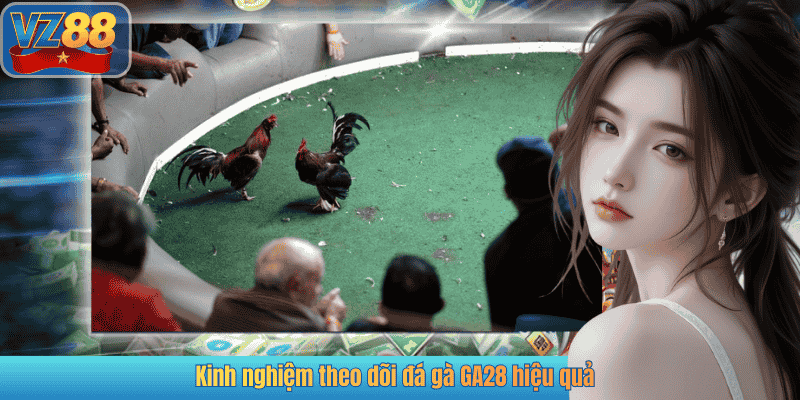 Kinh nghiệm theo dõi đá gà GA28 hiệu quả